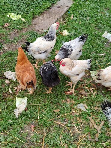 Digər quşlar: Kənt yumurtası kənt colpsı və kəsilib təmizləmiş öry satışı var kimə — 11