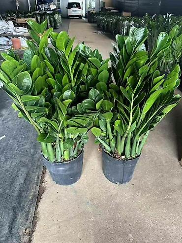 Другие комнатные растения: Комнатное растение с длинными, узкими листьями насыщенного зеленого — 17