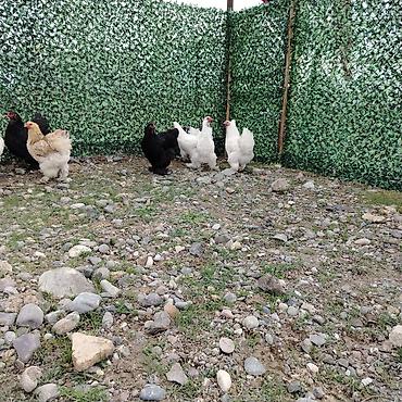 bala pişik ucuz: Toyuq, Brama, Damazlıq — 5