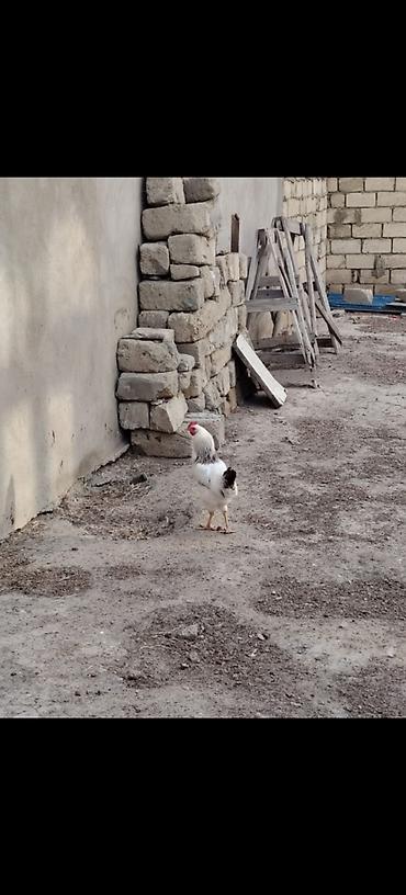 brama toyuqları: Hər ölçüdə toyuqlar xoruzlar 3 kloya qədər toyuqlar var çəkilərine — 3