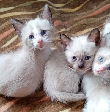 ev satilir baki v Azərbaycan | EVLƏRIN SATIŞI: Продаются чистокровные тайские котята 2 месяца, здоровые, игривые