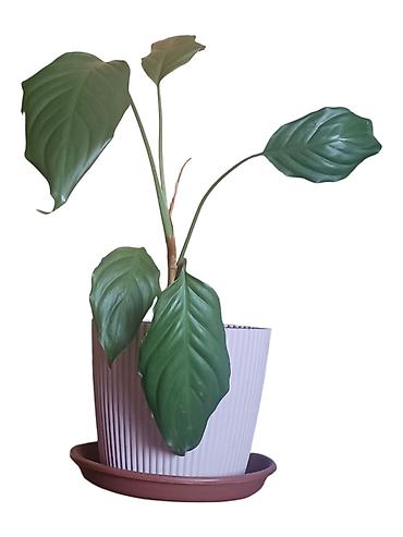 taburet: Sobna biljka Aglaonema modestum u saksiji fi 17cm, visina oko 50cm - — 2