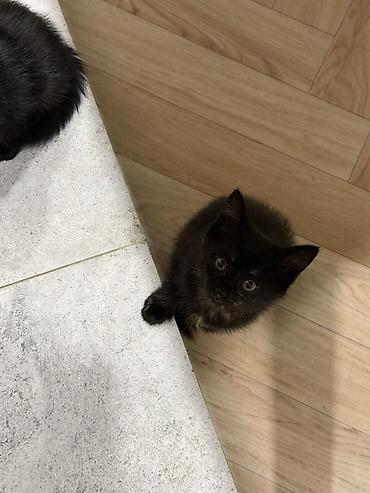 вязка коты: Отдам котят в хорошие руки на половину породистые очень хорошие — 6