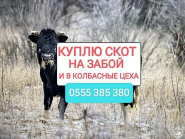 Куплю | Коровы, быки, Лошади, кони, Другие с/х животные | Круглосуточно, Любое состояние, Забитый
