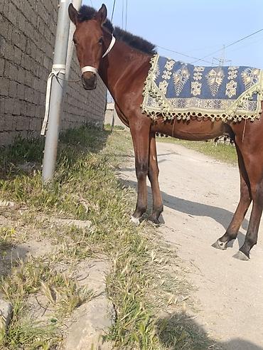 cins atlar: Salam bu at 10gündü itib 3-4 gün əvvəl şüvəlan ərazisində görülüb — 5