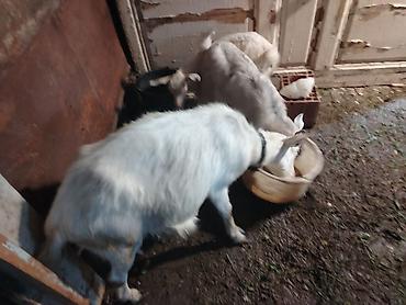 ördək balası və cücə: Salam 3 cu qarna dogub 2 bala 1 erkek biri disi. Balalari ayirmisam — 4