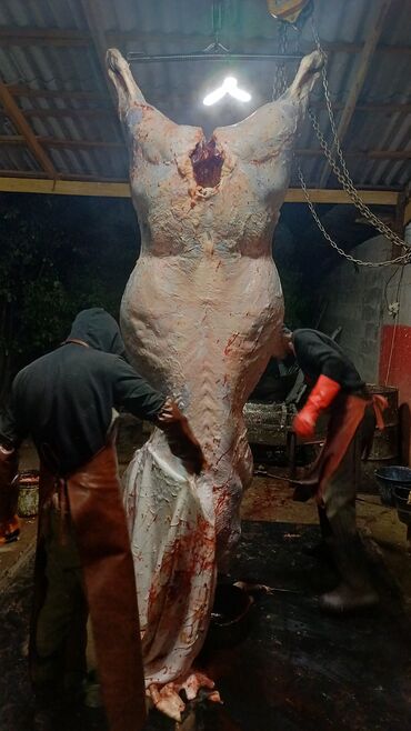 сдать мясо на мясокомбинат: Говядина : Более 10 кг, Бесплатная доставка