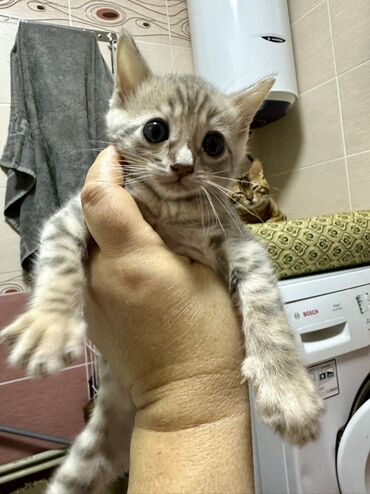 связи с переездом: Бенгал, 2 айлык, Эркек, Көгүлтүр, Лотокко барууга үйрөтүлгөн