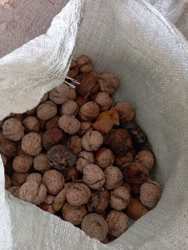 Сухофрукты, орехи, снеки: Продаю домашние грецкие орехи 3 мешка 70 сом за кг всю осень собирал