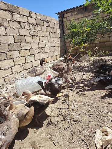 labrador satilir: Muscovy ördəkləri - Cins: Muscovy/ - Rənglər: qara-ağ,ağ. 6 7 — 5