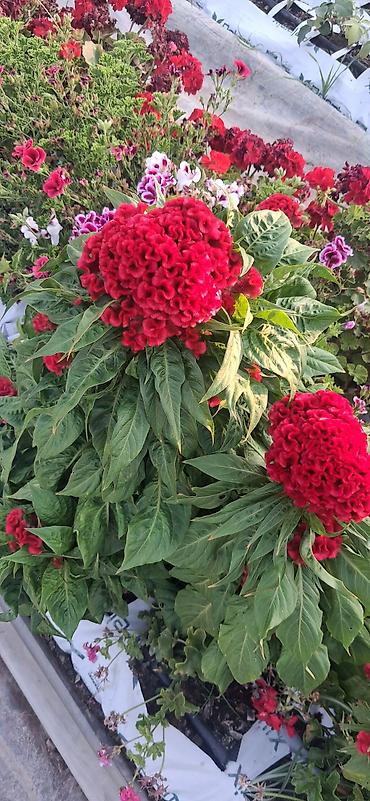 agadayi uzum sortu: Balaca qablardab satışda 1azn Məhsul: Qırmızı “Xoruz Tozu” – Celosia — 7