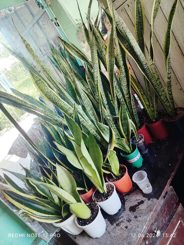 растения для офиса: В Бишкеке продаются Сансевиерии разных сортов🌹🌹🌹