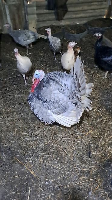 Hinduşkalar: Erkək, Damazlıq — 4