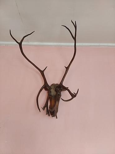 bildirçin əti satışı: Məhsul: Divar üçün maral başı və buynuz dekoru (taksonomiya) Təsvir — 2