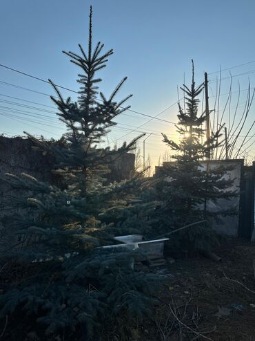 Декоративные деревья: Саженцы деревьев: Ель, Самовывоз