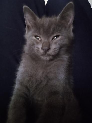 купить кошку манчкин: ​🐾 ОТДАДИМ КОТЯТ В ДОБРЫЕ РУКИ! 🐾 ​Малыши уже подросли, стали очень — 3