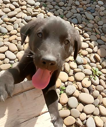 İtlər: 2 ay, Erkek — 8