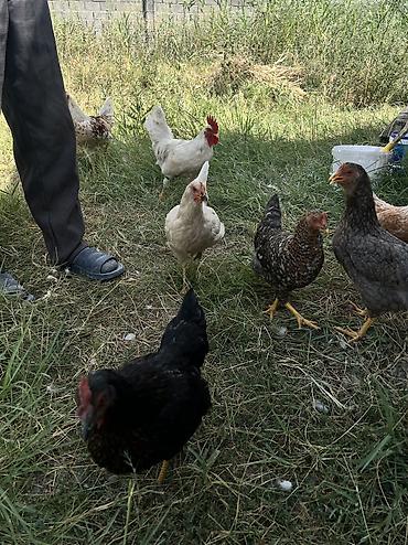 цена цыплят: Продаю срочно 2 петушка и 5 куриц для домашнего разведения. Цена 5000 — 1