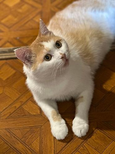 Отдам даром кошку: Кошка даром: Беспородная, 1 год, Мальчик, Кастрирована, Приучена к лотку, Проглистована — 9