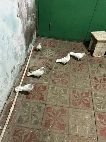 Собаки: Ağ göyərçinlər 12 tukler