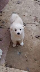 отдам в хорошие руки собаку: 2 месяца, Самка, Самовывоз