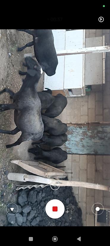 Баран, овца: Продаю | Баран (самец) — 4