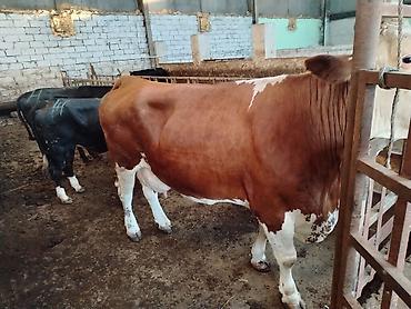 Коровы, быки: Salam aleykum heyvan diri çekisi 1 ton 70 kq dı etini 40 faizle — 4