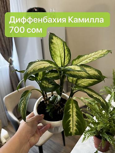 Монстеры: Монстера вариегатная — черенки: - Монстера Альба «Мраморная»: срез — 15