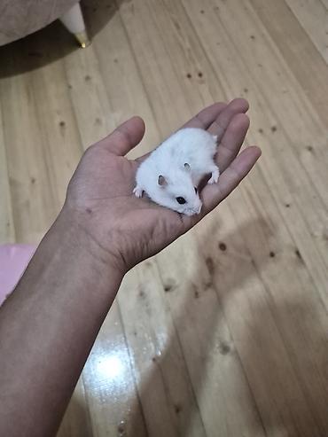 ən gozəl pisik adlari: Ağ xəzli kiçik hamster + qəfəs dəsti Paketə daxildir: - Kiçik ölçülü — 1