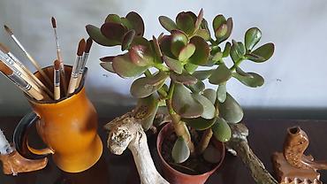 Толстянка (Crassula ovata, «денежное дерево») в горшке. - Суккулент с