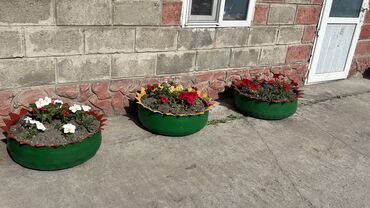 мебель на улицу: Горшки с шин для цветов и растений. Без красок 250сом Крашенные