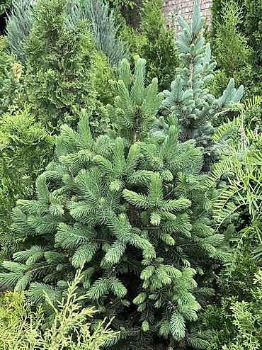 Ель: Продаются голубые/зеленые/тянь-шанские ели 🌲 Выращиваем сами, со всей — 5