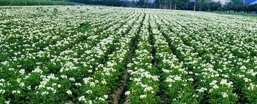 куплю бу посуды: Картошка В розницу