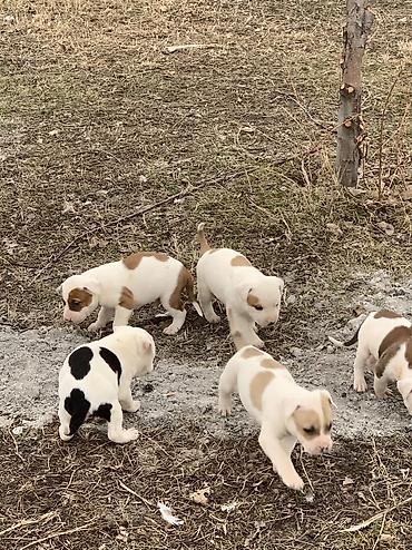 Продажа собак: Питбуль, 1 месяц, Самец — 7