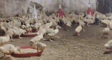 Другие птицы: 22 günlük Pekin ördəkləri. Tam təbii şəraitdə yetişdirilib. Çəki
