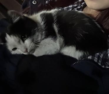 кошки белые: Кошка даром: Беспородная, Мальчик — 4