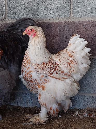 Куры, петухи: Продаю | Куры | Брама | Для разведения — 22