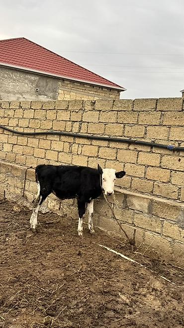 broyler cuce satisi: Simmental və ivanofka mələzi 4 aylıq erkək danadır. Tam sağlamdır — 3