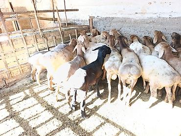 абиссинская кошка бишкек: Козу кочкорлор сатылат 22 баш баасы 450 мин — 1