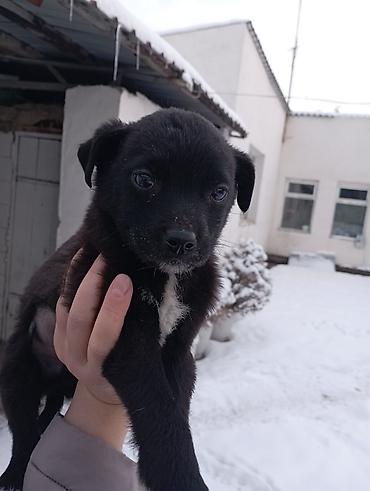 Отдам даром собаку: Щеночки звоночки, 2 месяца .вырастут небольшого роста . бесплатно — 10