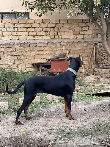 baskervillerin iti: Doberman, 11 ay, Dişi, Ünvandan götürmə — 9