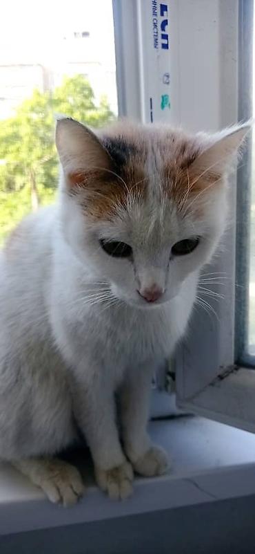 Продажа кошек: Котята, две девочки один мальчик окрасы: бело‑черный и бело‑тигровый — 12