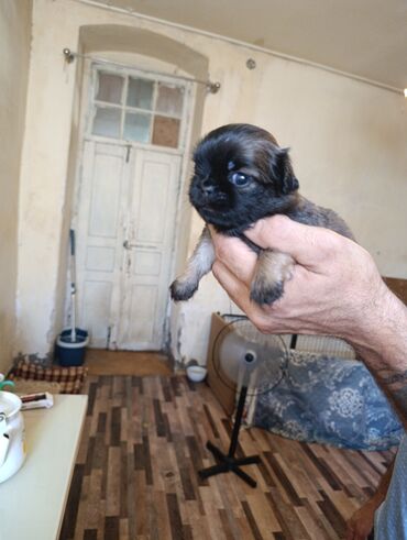pekines itlər: Pekines, 1 ay, Dişi