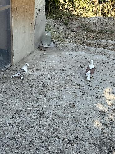 göyərçin satılır: Hazir cut bala veren hunkariler satilir ciddi alicilar yazsin — 3