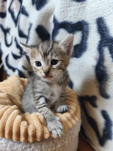 jersey cinsi: Уникальные котята: дети знатной Сфинкс и гордого уличного кавалера! ❤️ — 8