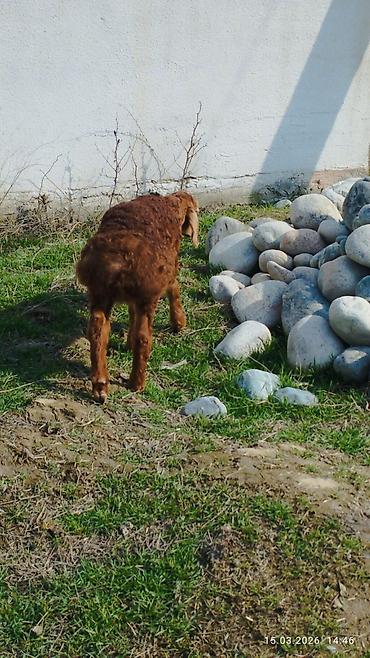 Баран, овца: Продаю | Овца (самка) | Для разведения | Племенные — 3