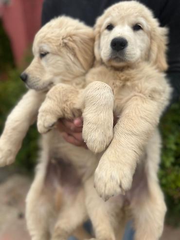 labrador itleri: Labrador-retriver, 2 ay, Erkək, Peyvəndli — 3
