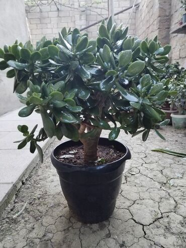 gozel agac sekilleri: Pul ağacı. Crasula 4 illikdir. otaq bitkisi, gözəl görünüşlü həmişə