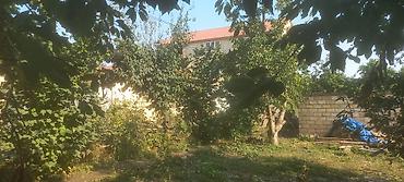 otaq bitkiləri: Meyvə bağı – müxtəlif meyvə ağacları ilə əkilmiş həyətyani sahə — 3