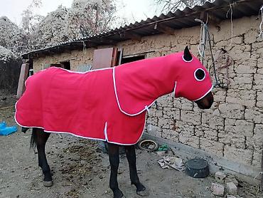 m horse: Продаю | Жеребец | Английская | Рабочий | Племенные — 4